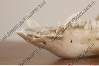 photo reference of skull 0068